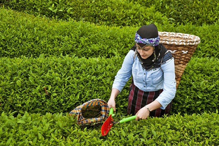 Çay ihracatı yılın ilk çeyreğinde 6,2 milyon doları aştı