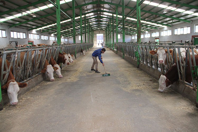 Babasından devraldığı besi çiftliğini büyüttü