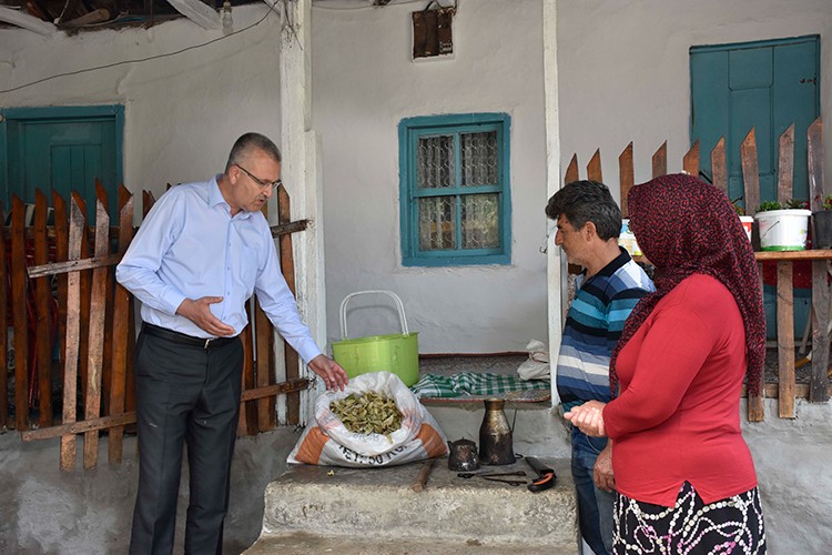Bursa'daki ıhlamur ormanlarında yağışlar hasadı geciktirdi