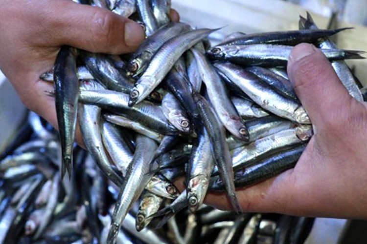 Hamsi 5 liraya düştü