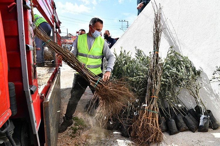 Üreticiye 55 bin sebze ve meyve fidanı