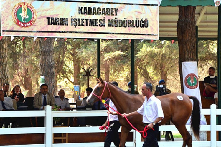 Enerji işi yaptırılacak
