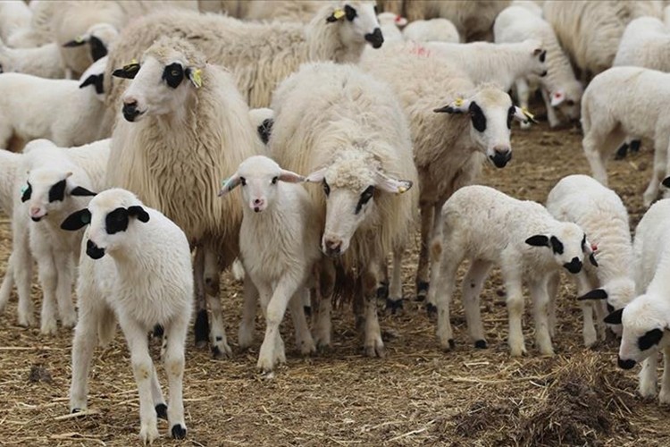 TİGEM, 300 reforme küçükbaş hayvan satacak