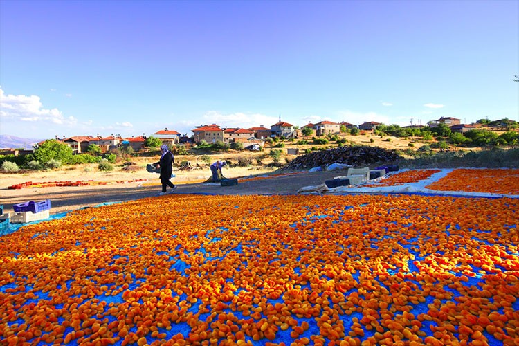 Hasadı biten kayısı "patik"le işçisine kazandırıyor