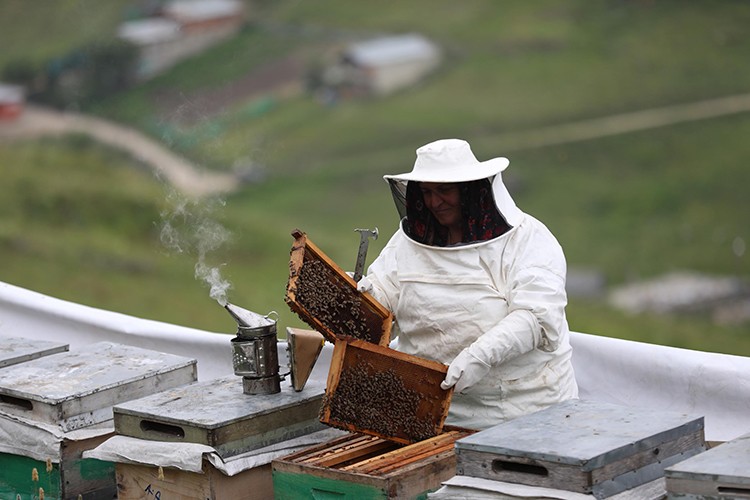 Kilosu bin lira oldu