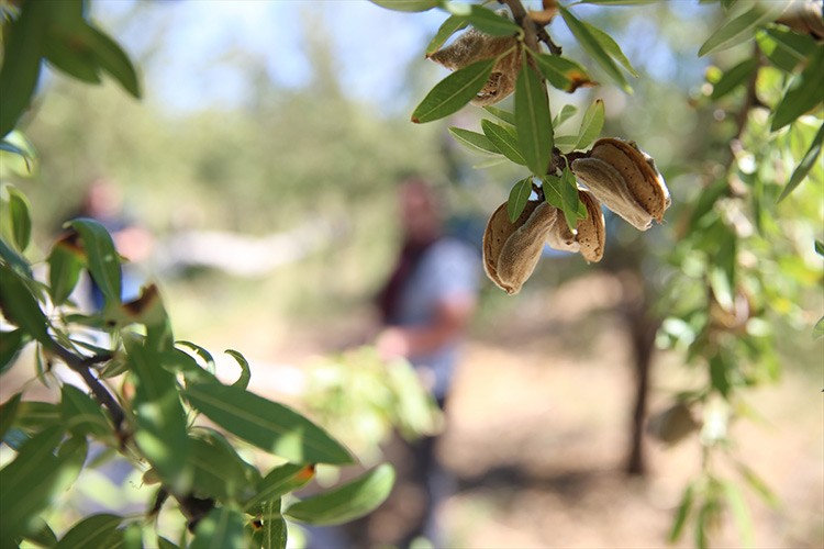 Araziler, badem üretimiyle ekonomiye kazandırıldı