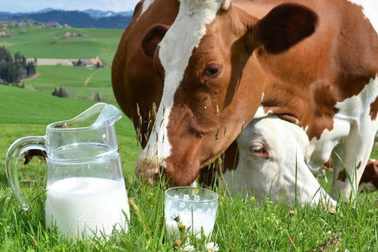 TİGEM yaklaşık 77 bin ton inek sütü satacak