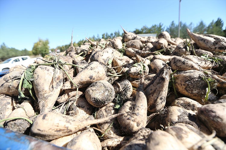 Kars Şeker Fabrikası pancar alımına başladı