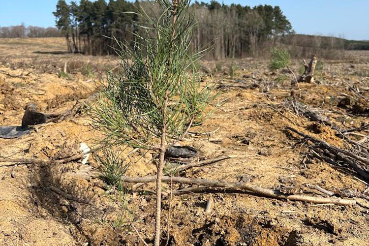 Akpa Alüminyum'dan Hatıra Ormanı