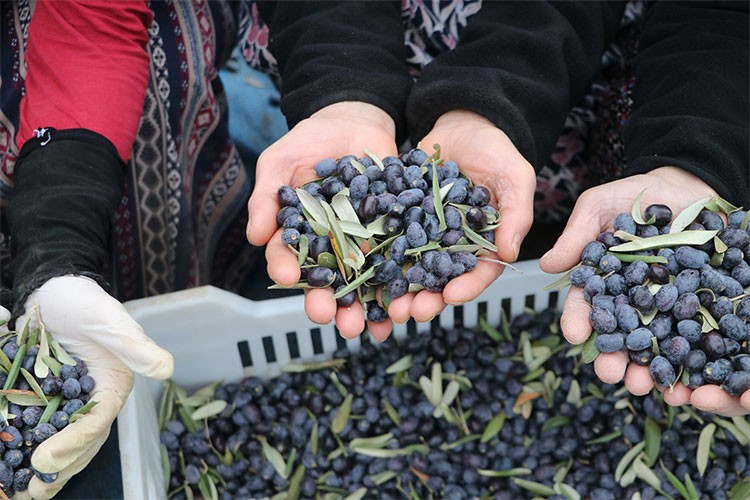 Tekirdağ'da zeytin hasadı sürüyor