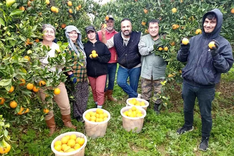 Aydın'da narenciye üreticileri zor durumda