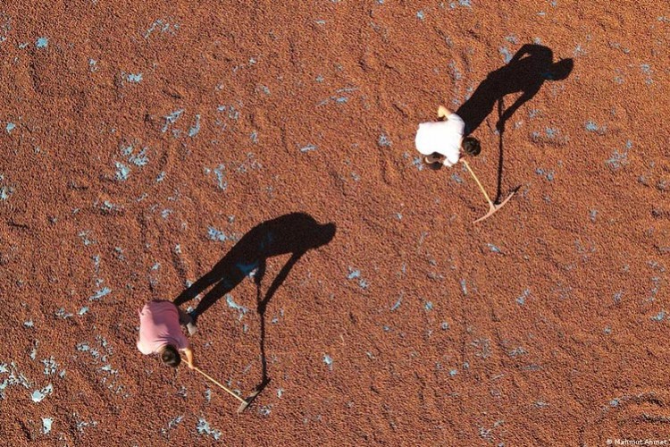 Fındıkta gözler "rekor" fiyatta