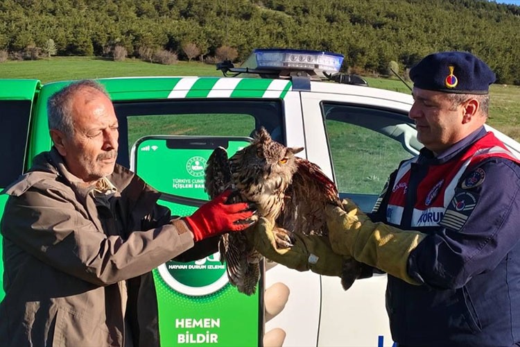 Dikenli tellere takılan puhu tedavi altına alındı