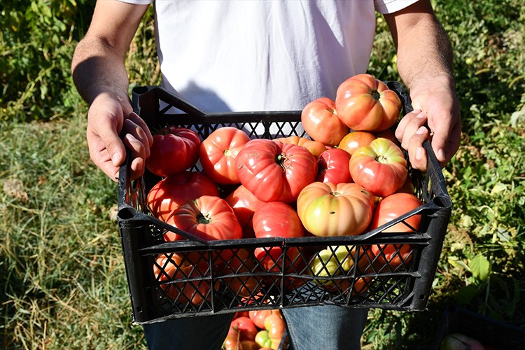 Kozluk domatesi lezzetiyle damaklara hitap ediyor