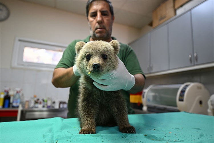 Ayı yavrusu "Boncuk"a özenle bakılıyor