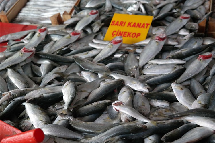 Denizde azalınca fiyatı bir haftada iki katına çıktı
