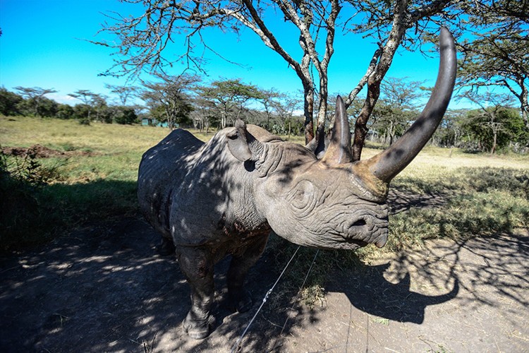 Son beyaz gergedanlar Kenya'da sıkı gözetim altında tutuluyor
