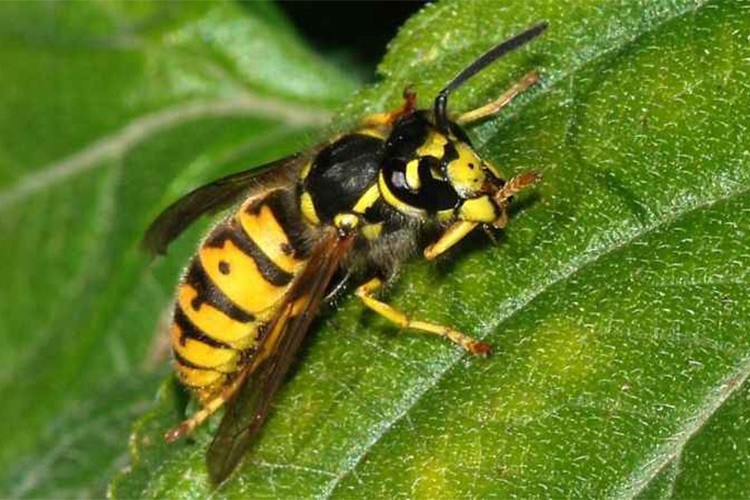 Kahverengi kokarcaya karşı "samuray arısı"