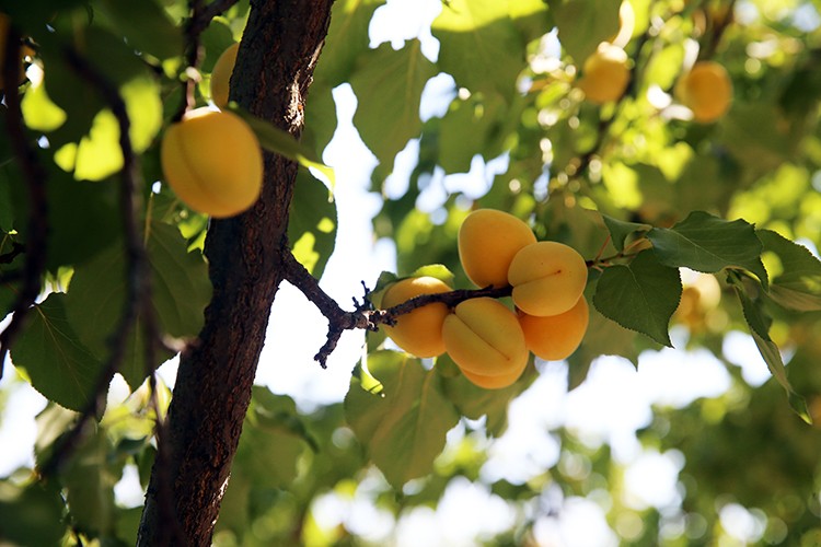 86 bin ton kuru kayısı rekoltesi bekleniyor