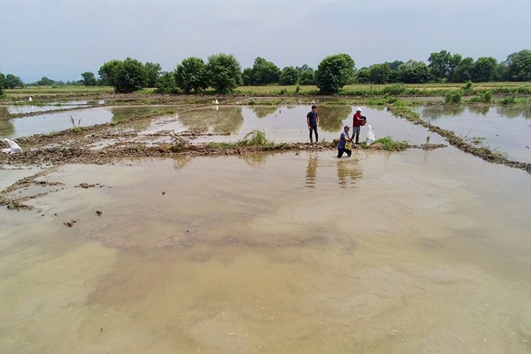 Siyah pirincin ekim alanı genişledi