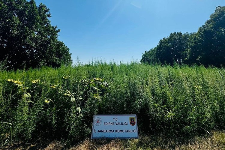 Edirne'de bir tarlada 120 bin kök Hint keneviri ele geçirildi