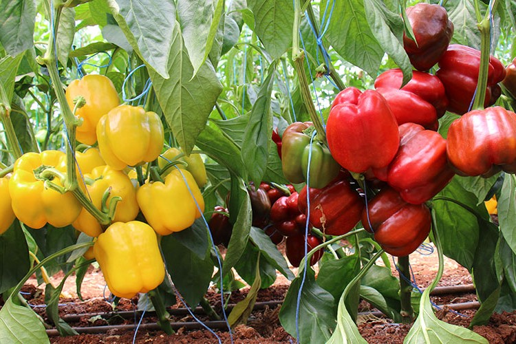 Kaliforniya biberinin deneme üretiminde başarılı sonuç alındı