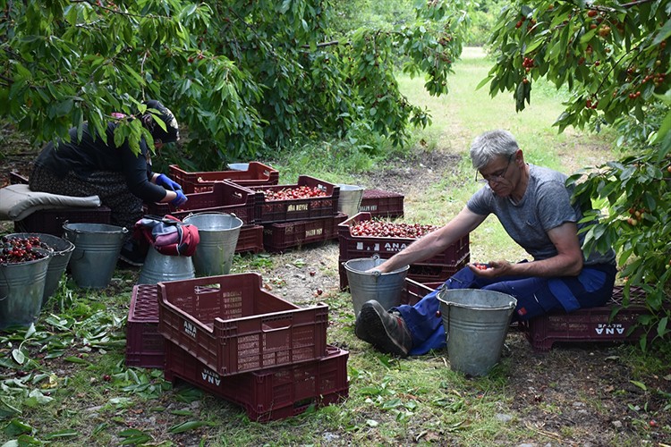 Kirazda rekolte beklentisi yüksek