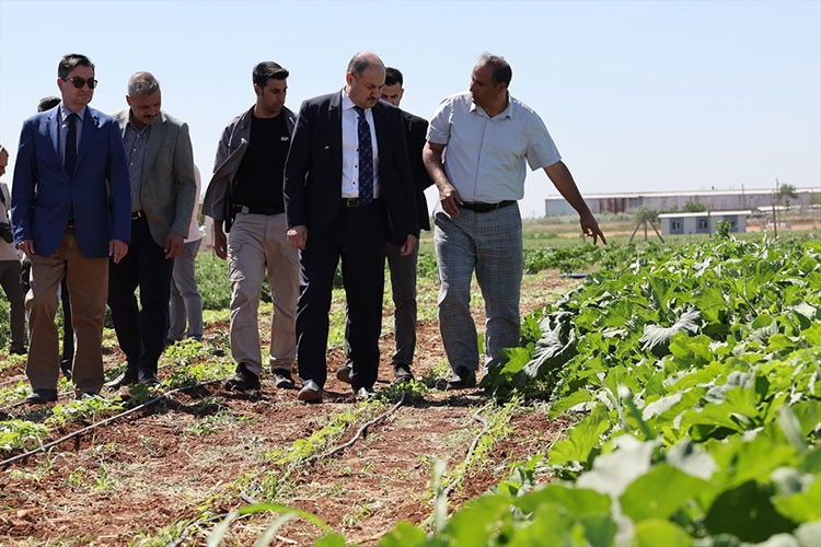 Şanlıurfa'da ata tohumları yeniden üretime kazandırılıyor