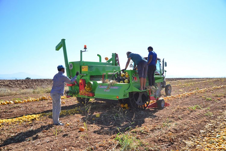 Çerezlik kabak çekirdeğinde hasat başladı