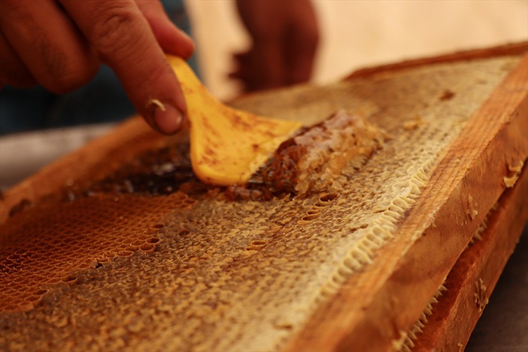 Geven balında yüksek verim üreticiyi sevindirdi