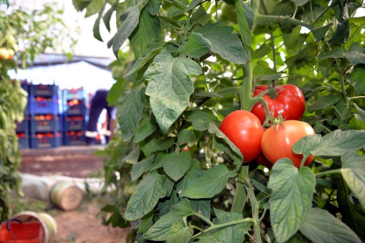 Orta Sakarya Vadisi'ndeki seralarda domates hasadı başladı