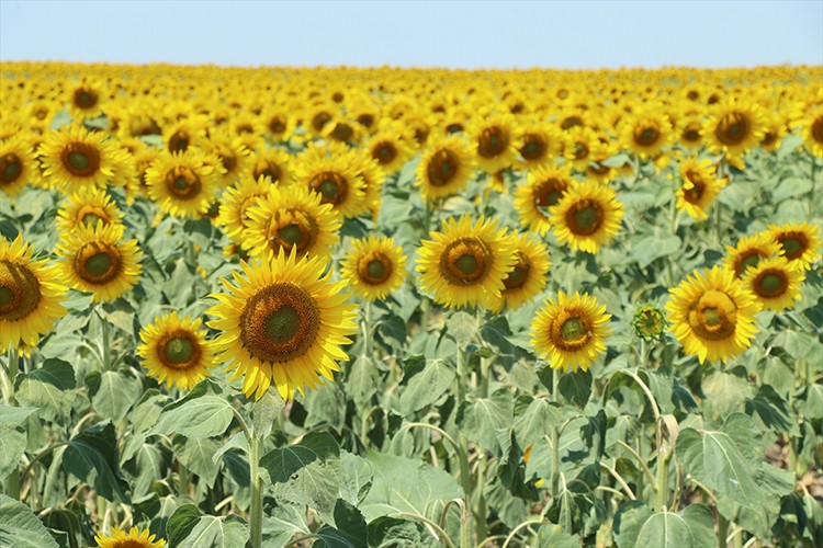 Ayçiçekleri, sarı ve yeşilin tonlarıyla görsel şölen sunuyor