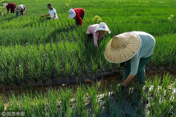 Çin'in tarım ürünleri dış ticareti 7 ayda yüzde 4 arttı