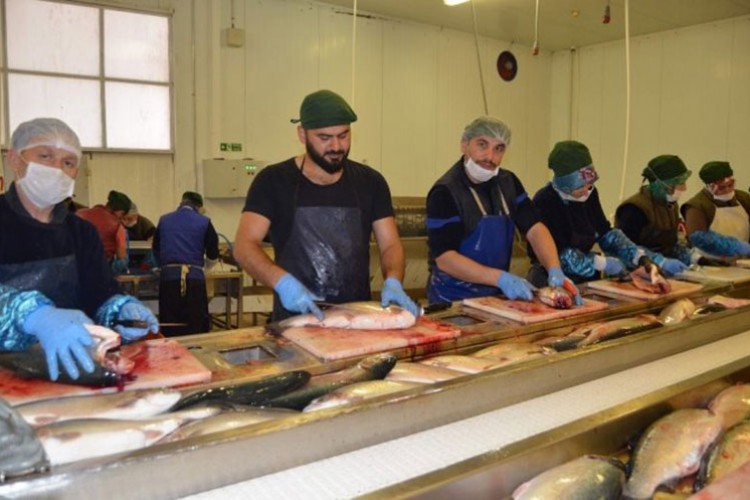 Doğu Karadeniz'in su ürünleri ihracat geliri 8 ayda yüzde 50 arttı