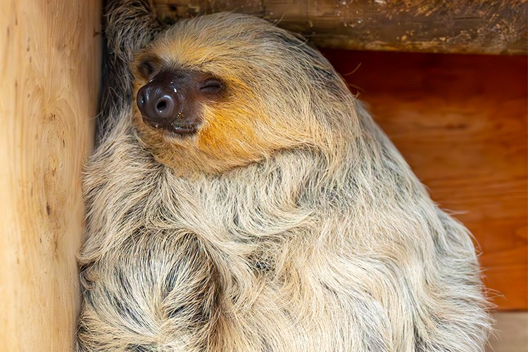 FYZoo'da Dünya Tembel Hayvan Günü