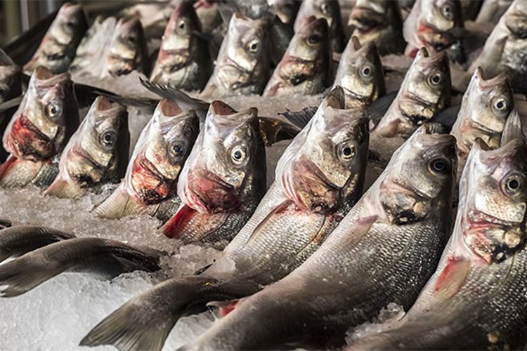Doğu Karadeniz'in su ürünleri ihracatı yüzde 23 arttı