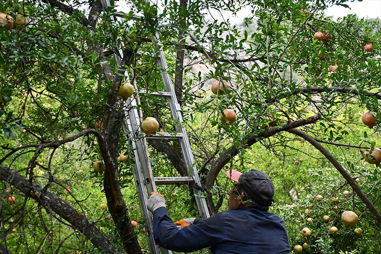 Deve dişi nar donu atlattı