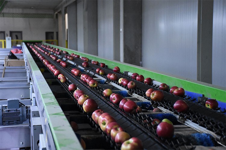 21 ülkeye elma ihraç ediyor