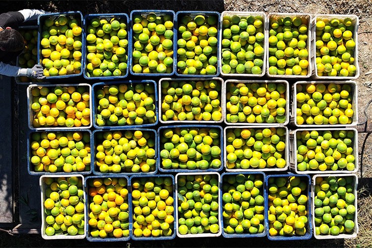 Kuraklık, Finike portakalında verim kaybına neden oldu