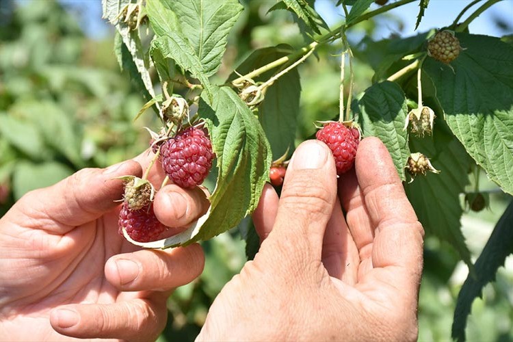 Ahududunun merkezi Bursa'da üretim alanı ve rekolte artıyor