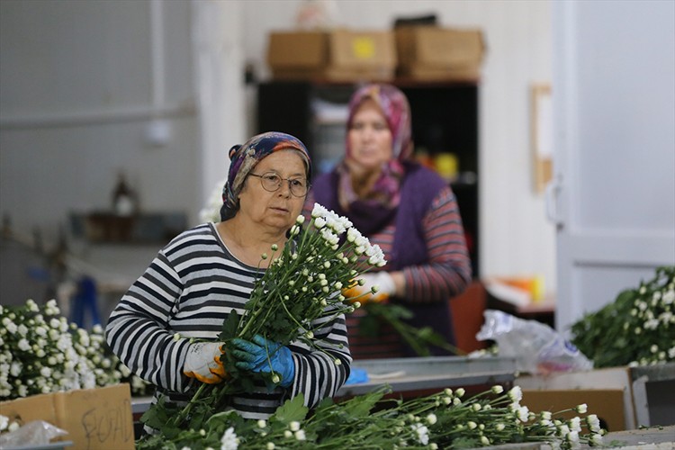 Çiçek sektörü ihracatta rekora koşuyor