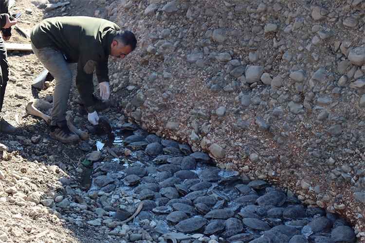 Derede mahsur kalan 316 kaplumbağa doğaya bırakıldı