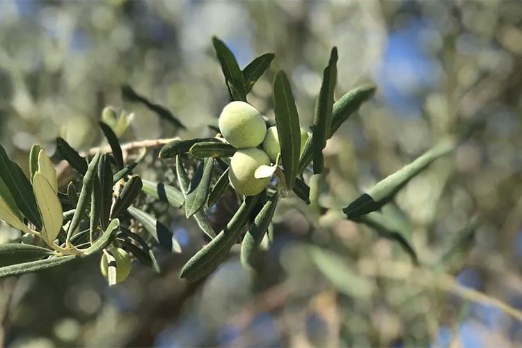 İklim değişikliğinin zeytinciliğe etkisi