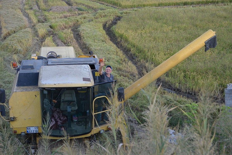Üeticiler hasat için çeltik tarlalarına girdi
