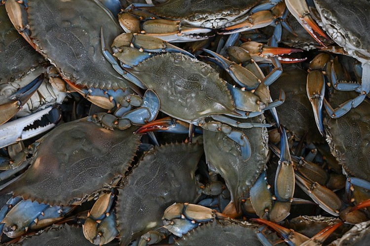 Dalyan Kanalı'nın "mavi yengeç"leri alternatif lezzet oluşturuyor