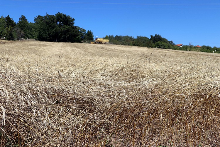 Karabük'te "buğdayın atası" siyezin hasadı sürüyor