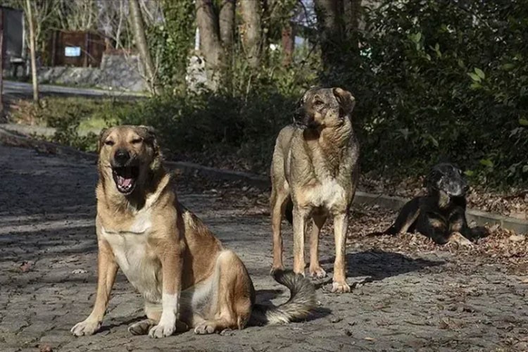 Burdur ve Bolu'da "Sahipsiz Hayvanları Koruma Birliği" kurulacak