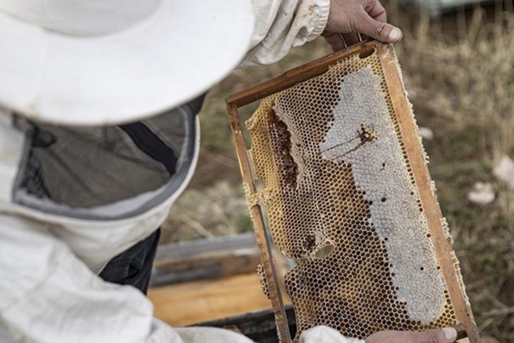 Doğu Karadeniz'den 4 ayda 9 ülkeye bal ihracatı