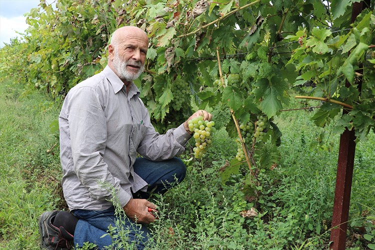Safranbolu çavuş üzümünde yüksek rekolte bekleniyor