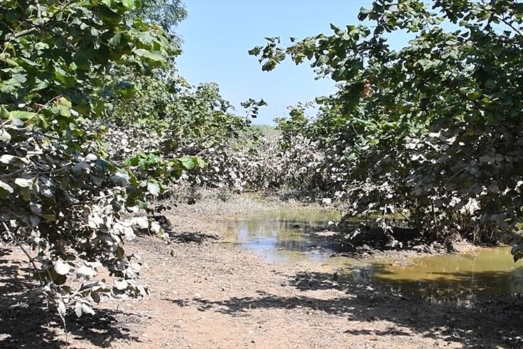 Düzce'de tarım arazilerinde hasar tespiti tamamlandı